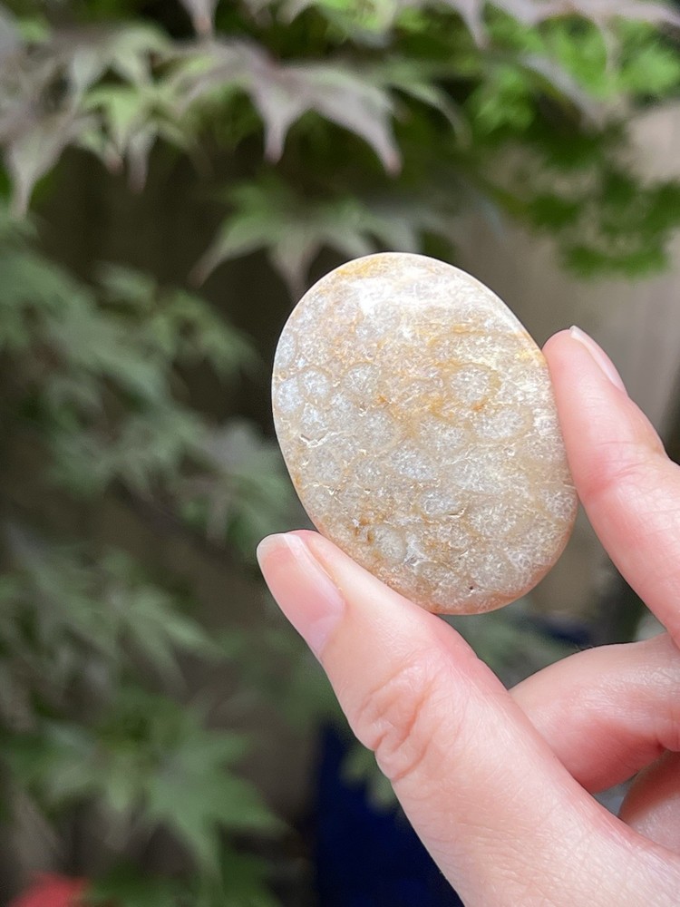 Fossilised Coral Crystal Palmstone AAA+ 17