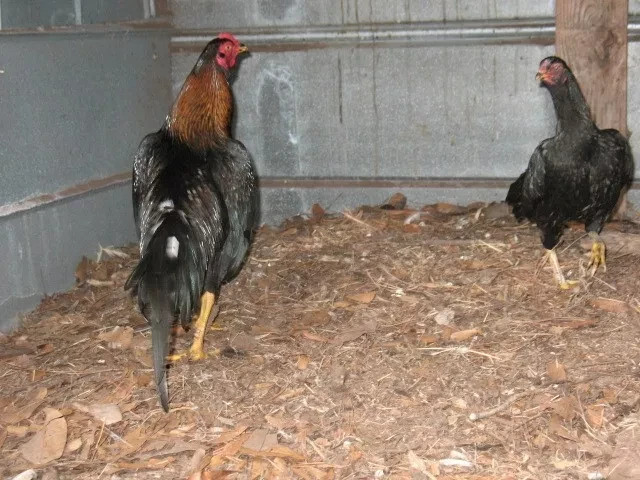 12 ASSORTED WAHL ASIL EGGS