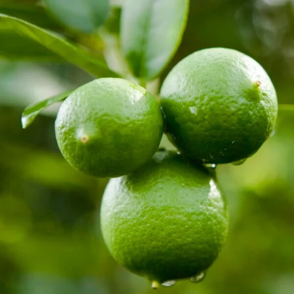 Mexican Key Lime Tree 3-4" - Live Plant - Sapling