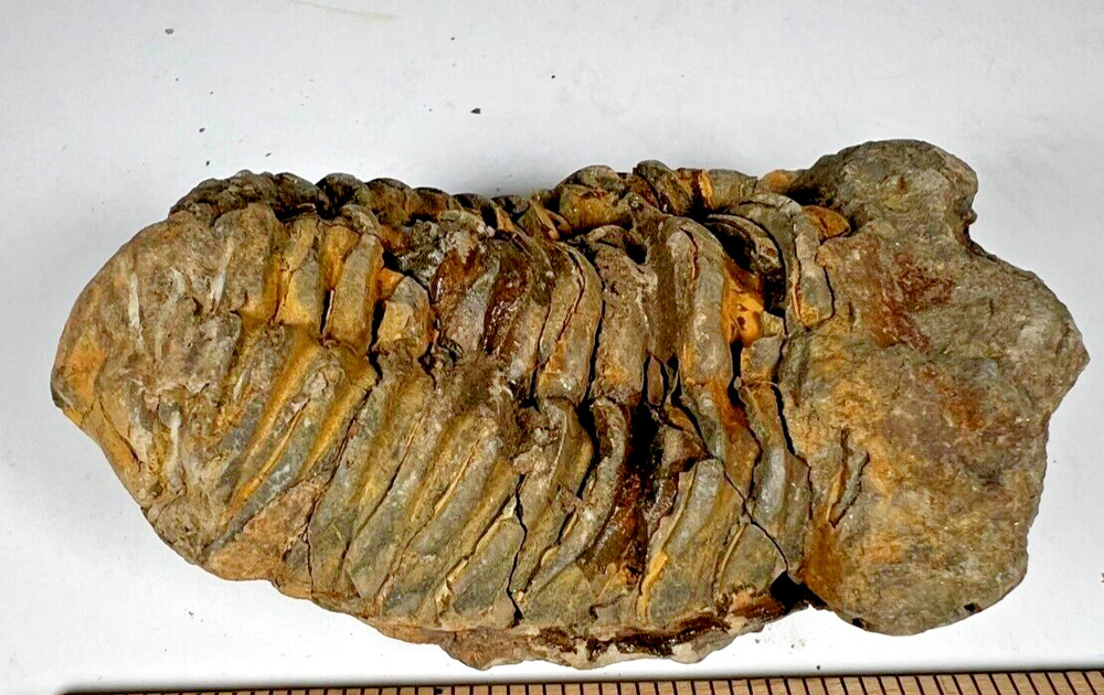 Fossilized Trilobite from Morocco.  Weight (grams): 130