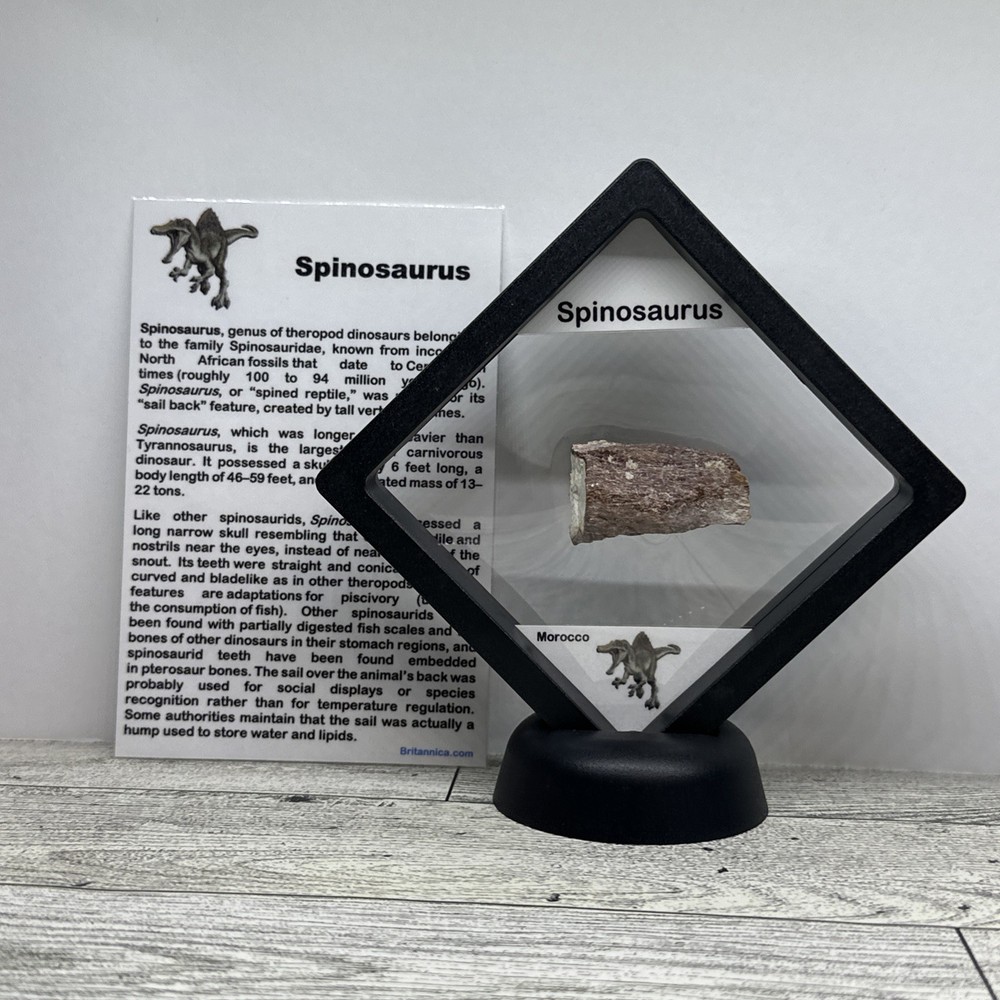 Spinosaurus Extinct Dinosaur Bone Fossil in Display Case