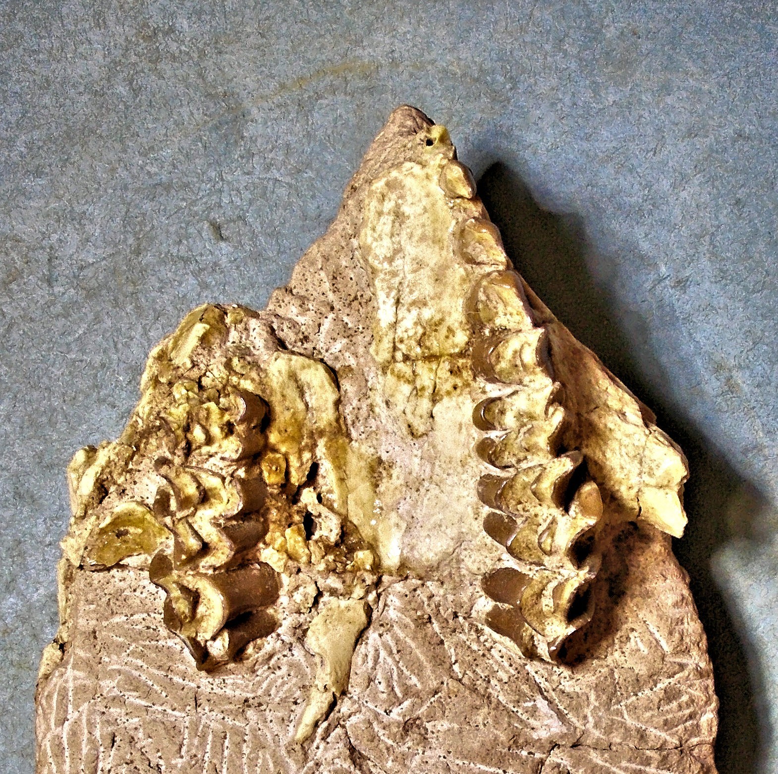 Scarse 11cm partial skull of Leptauchensis nitida from Eocene of Wyoming, USA.