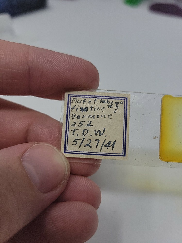 Vintage Microscope Slide 1941