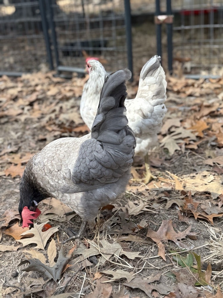 12+ Silverudd Rooster Crossed Rainbow Hatching Eggs