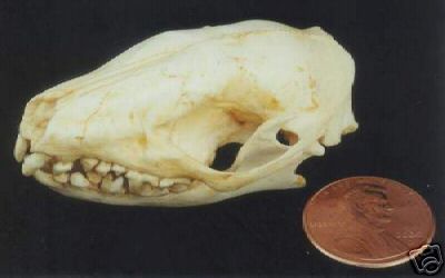 Eurasian Hedgehog Skull REPLICA