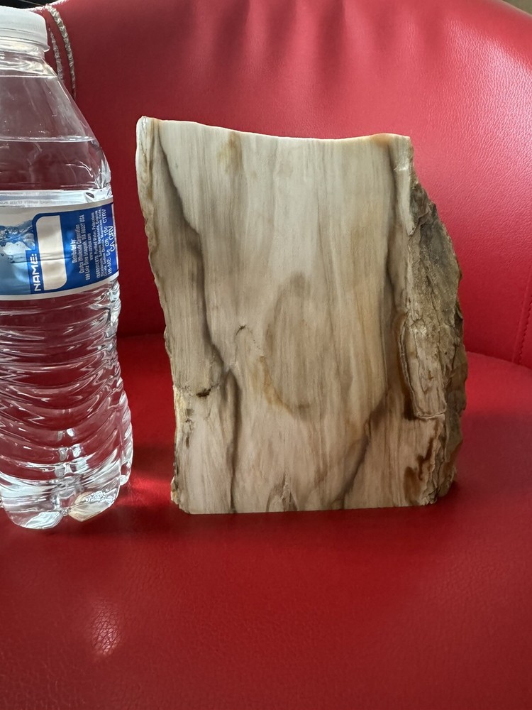 Petrified Wood Log. Marble surface