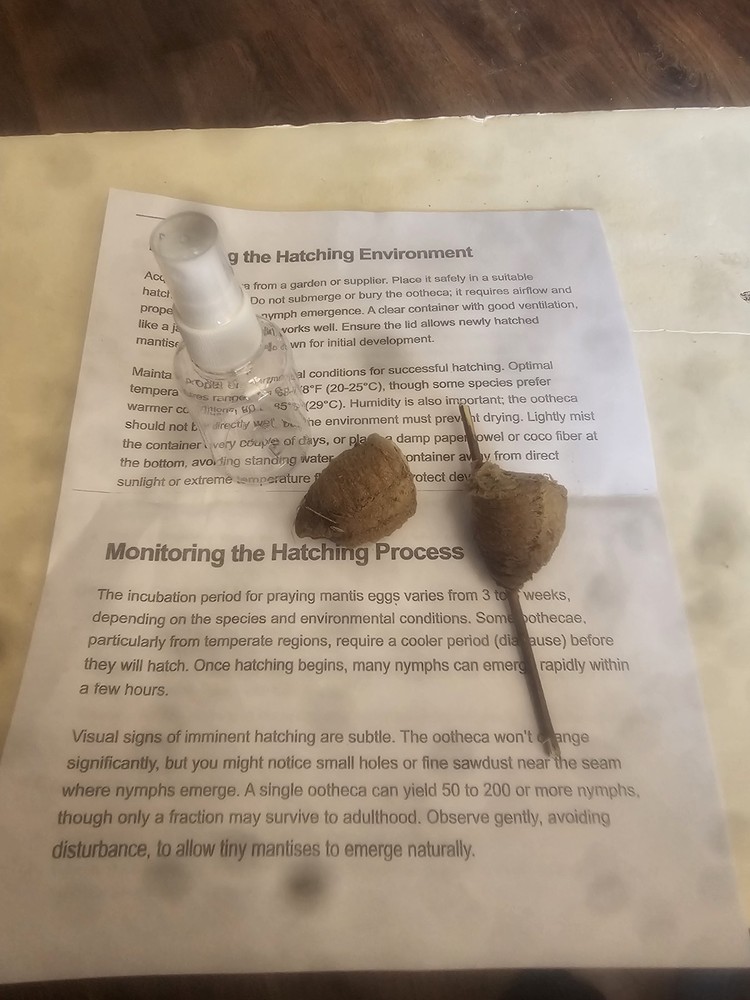TWO PIECES LIVE PRAYING MANTIS EGG CASE OOTHECA FOR 2026 HATCHING