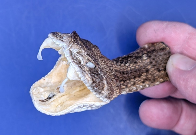 Western Rattlesnake Head with Open Mouth and Fangs Collectible Display Taxidermy