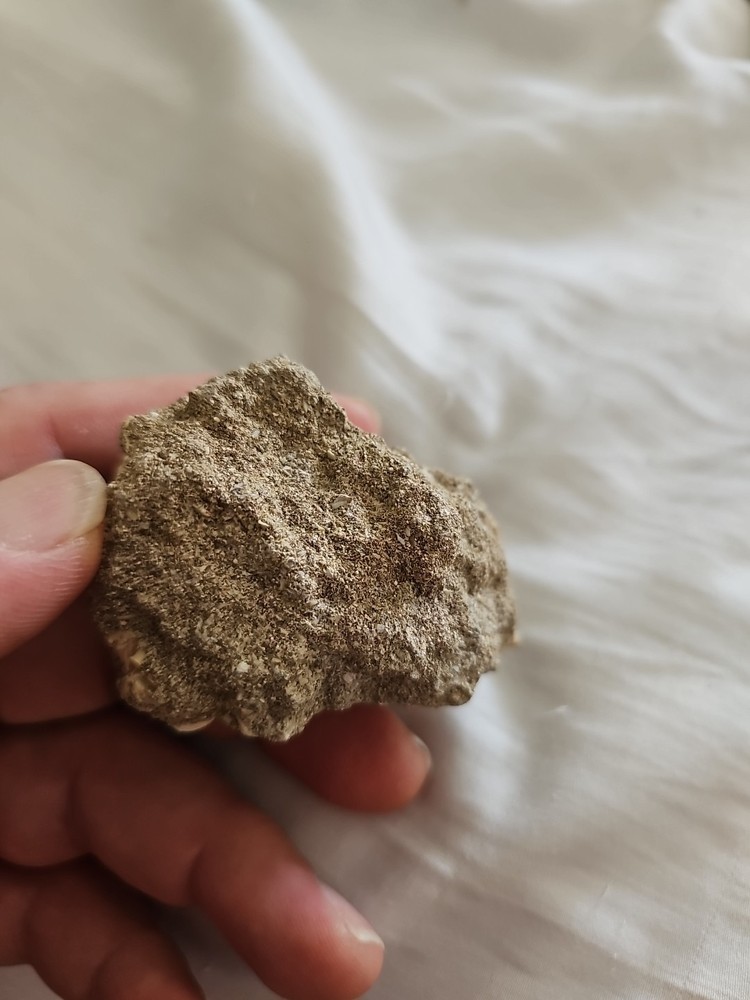 Mosasaurus tooth in Matrix Excellent condition.