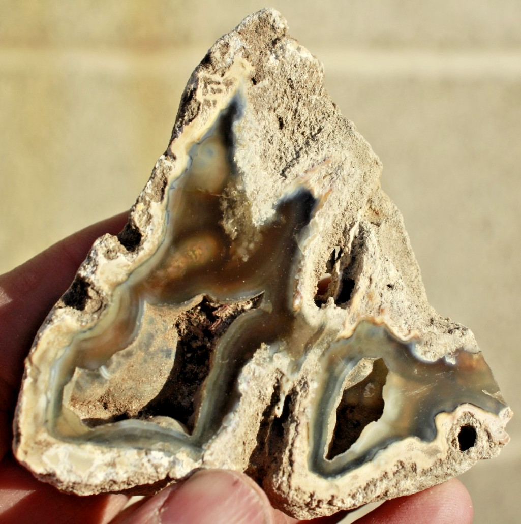 Polished Tampa Bay Fossil Coral Half • 3.0" Wide/4.3 oz.