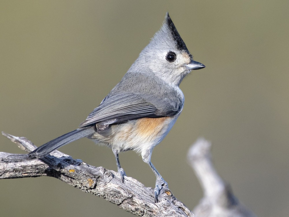 Tufted titmouse nest box