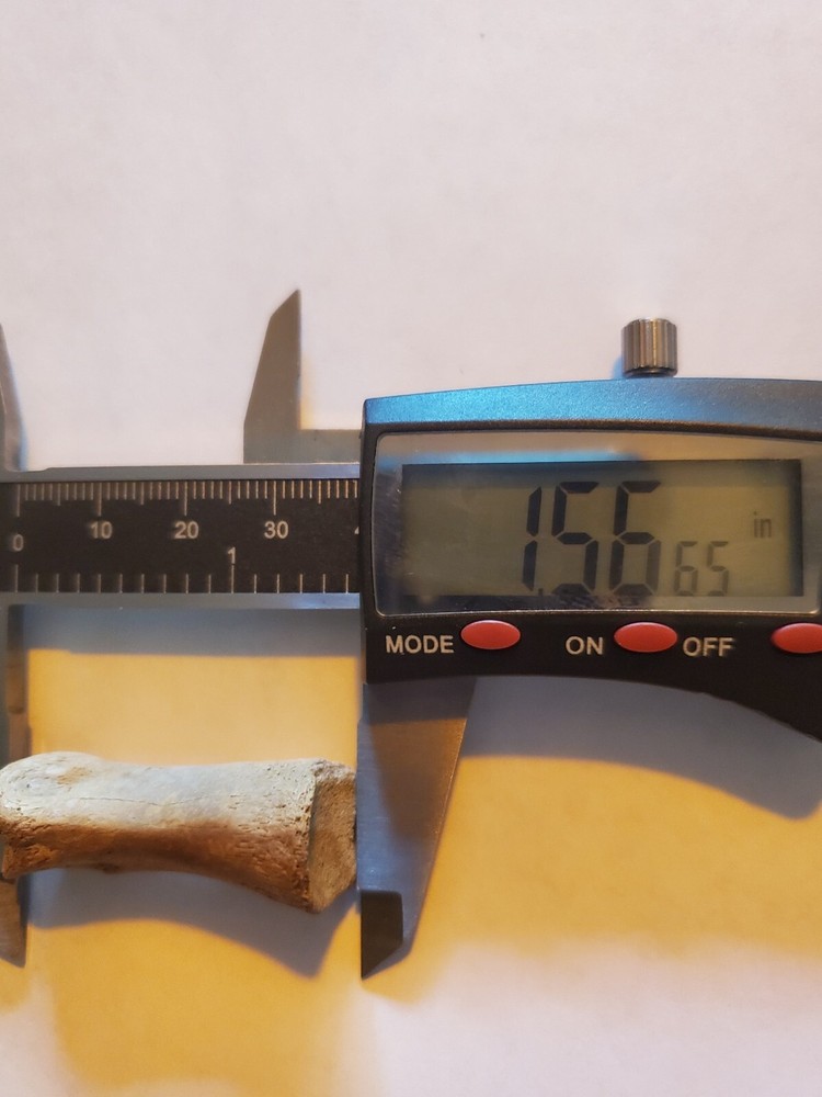 Theropod Toe Bone