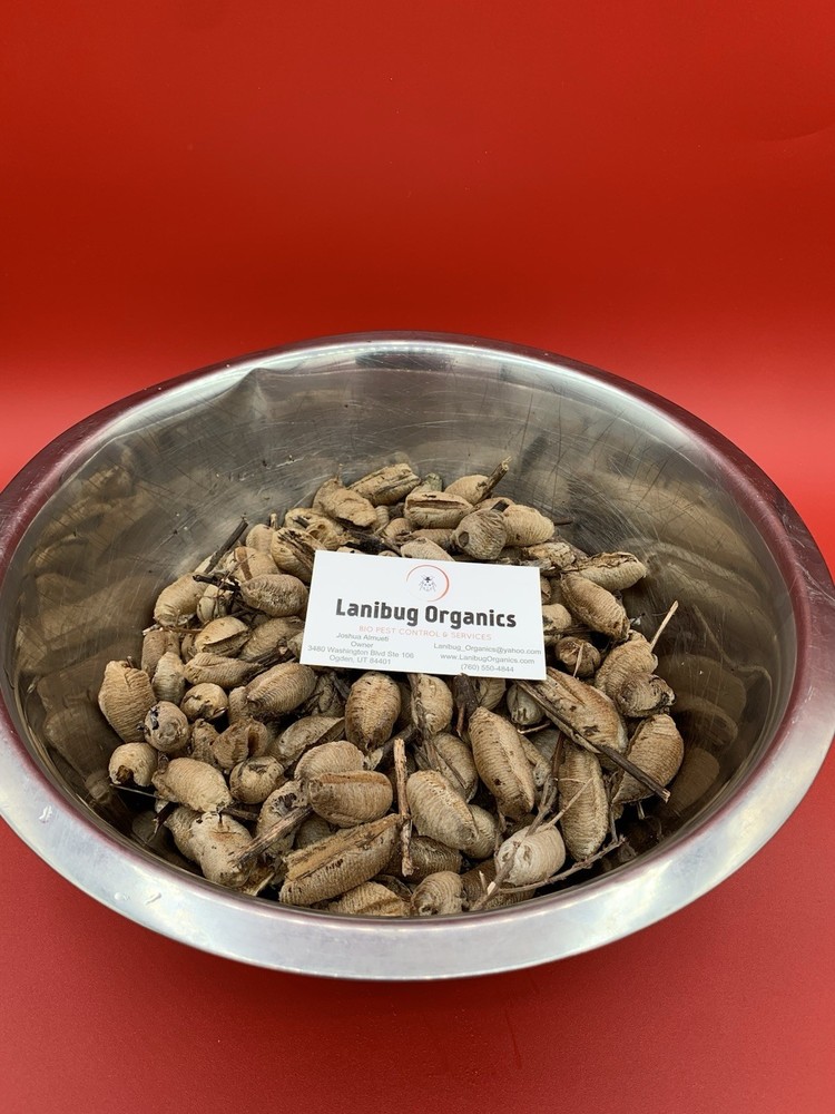 1 European Praying Mantis Egg Case