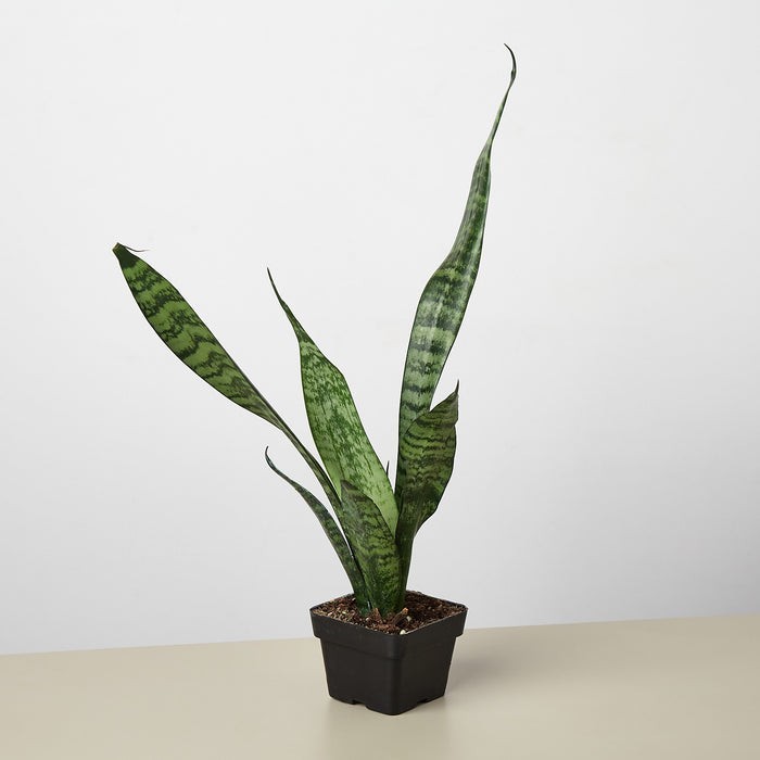 Snake Plant 'Zeylanica' 3" Pot