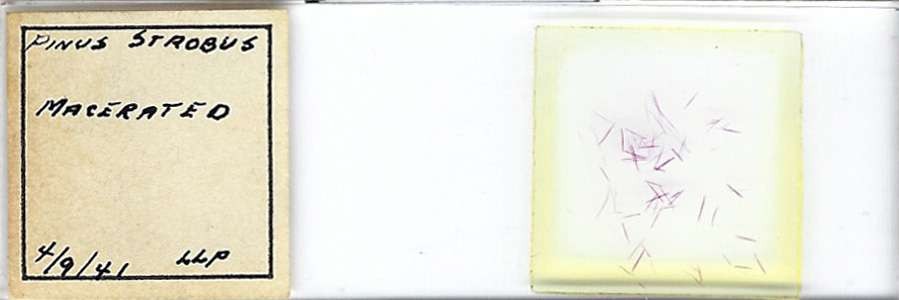 Eastern White Pine Pinus strobus Macerated Microscope Slide