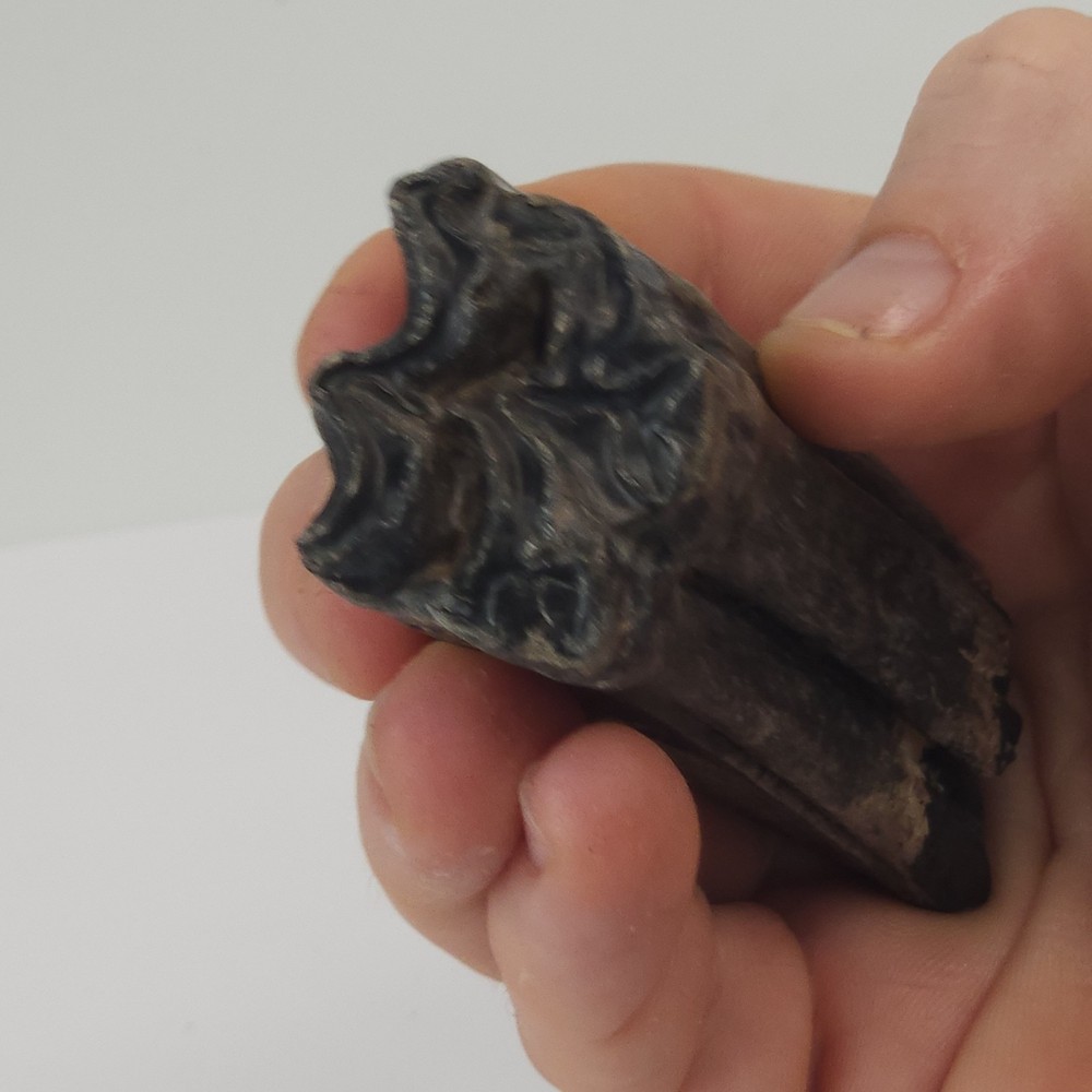 Fossil Horse Molar Tooth - Florida