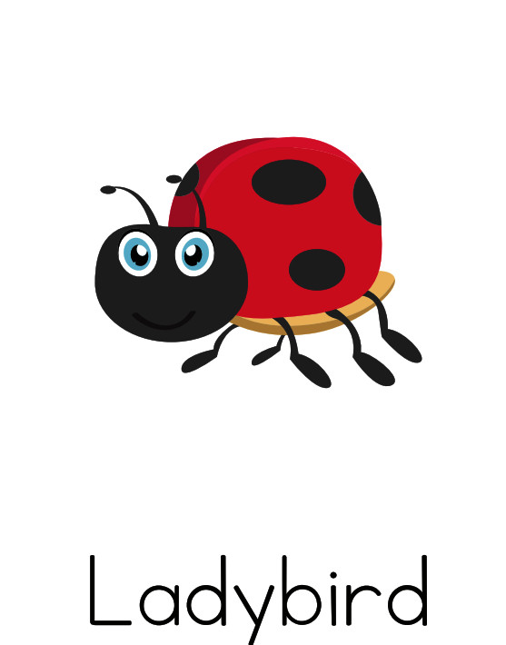 Printable Illustrated Insect Flash Card - A4 / A5 Sizes