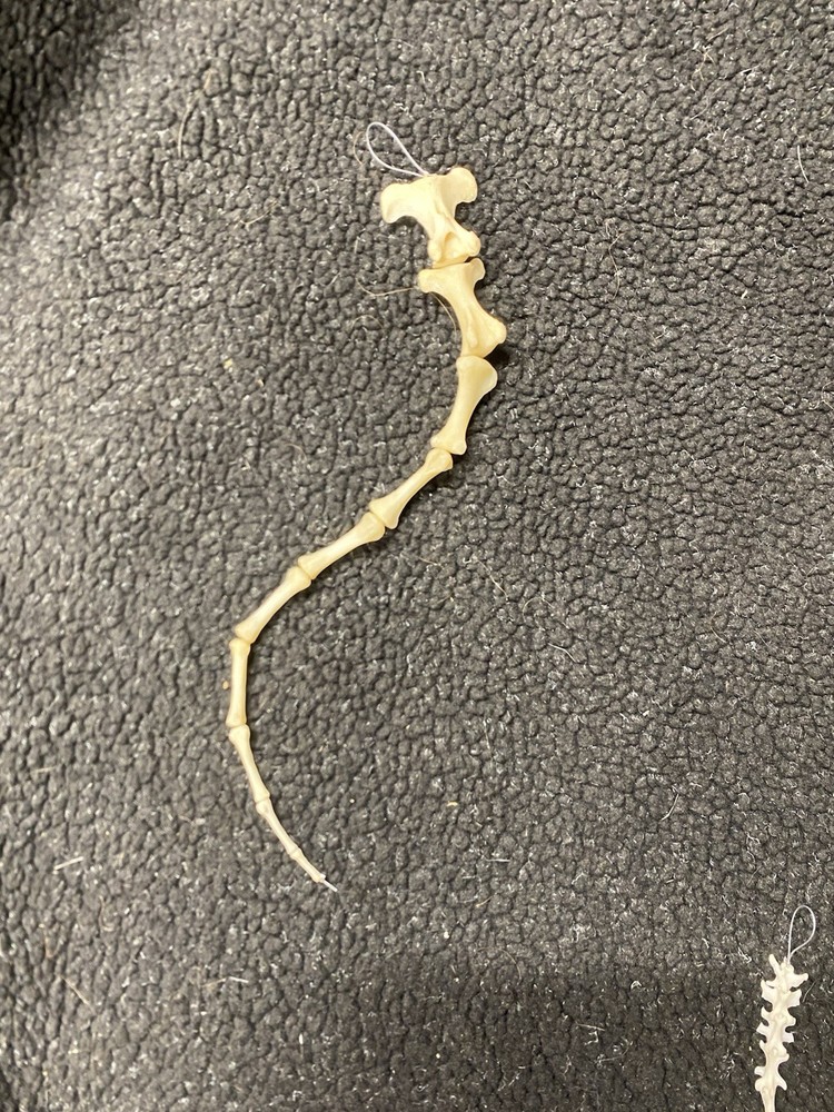 Real cleaned Deer tail bone set, carefully strung on a fine cable for display