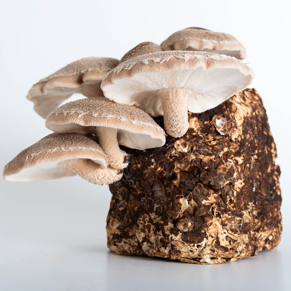 Shiitake 75 (Lentinula edodes) Liquid Culture