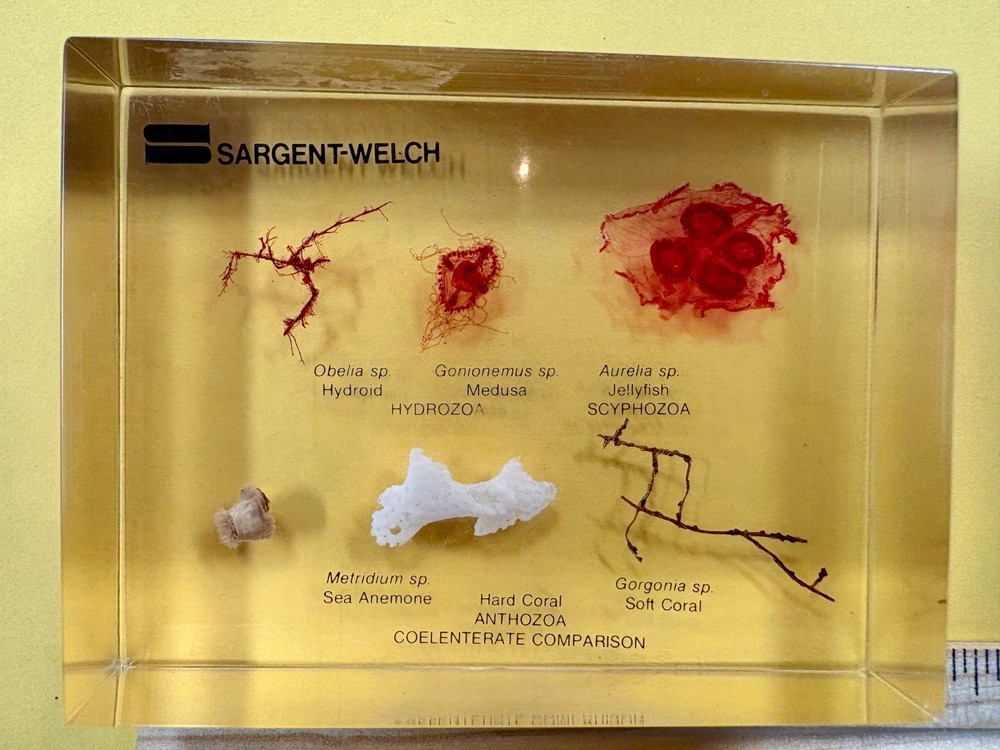Sargent-Welch Anthozoa & Coelenterate Comparison Teaching Model