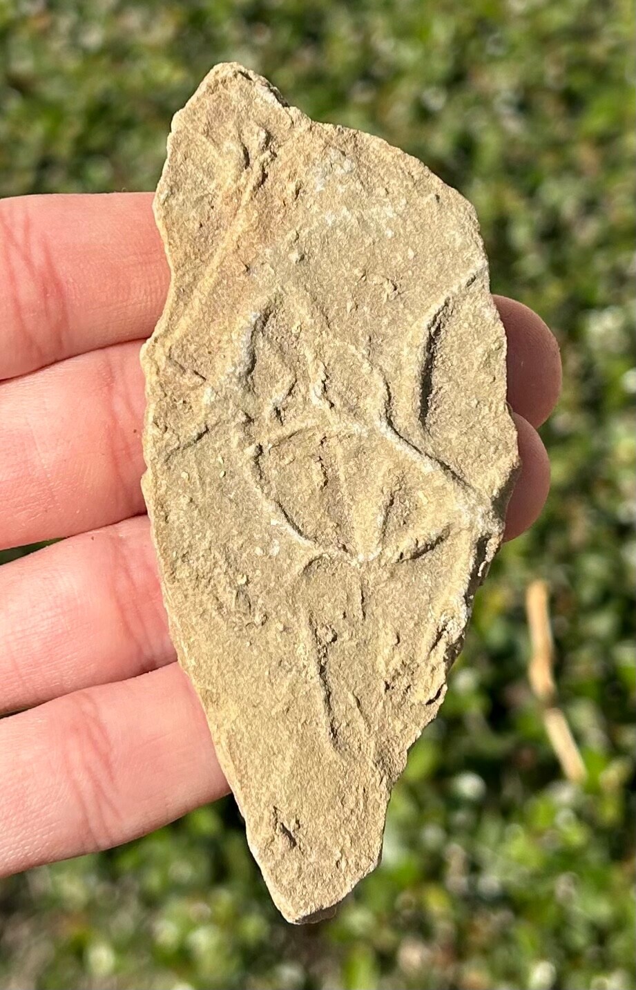 France Fossil Starfish in Matrix Asterie lumbricalis Triassic Age Echinoderm