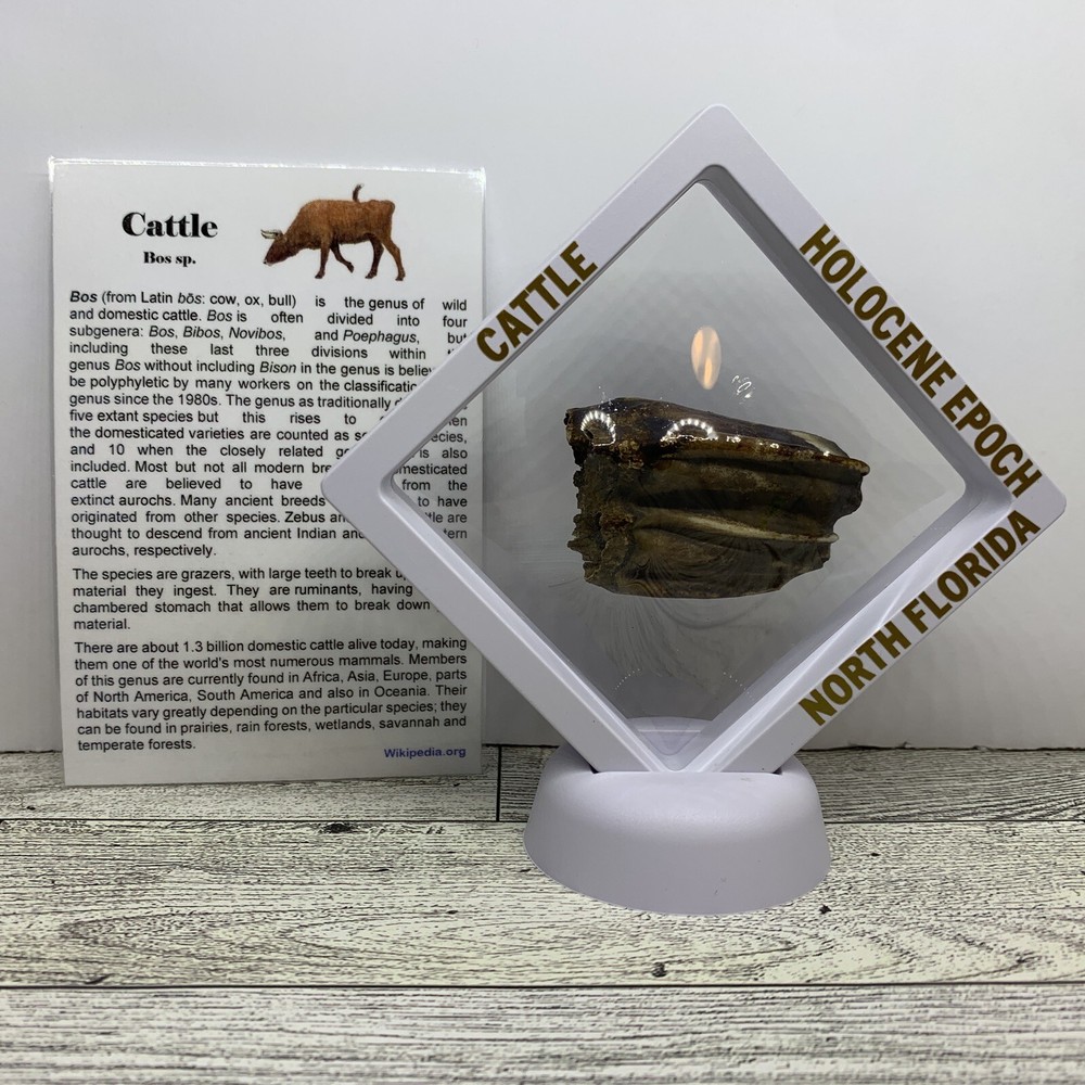 Bovid Cattle Massive Tooth Prehistoric Fossil in Display Case