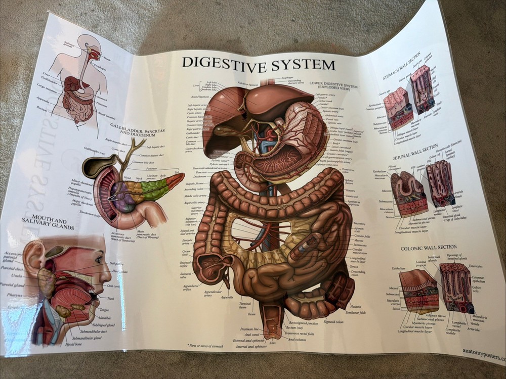 Digestive System Laminated 2-sided Poster 26.5”x17.5”