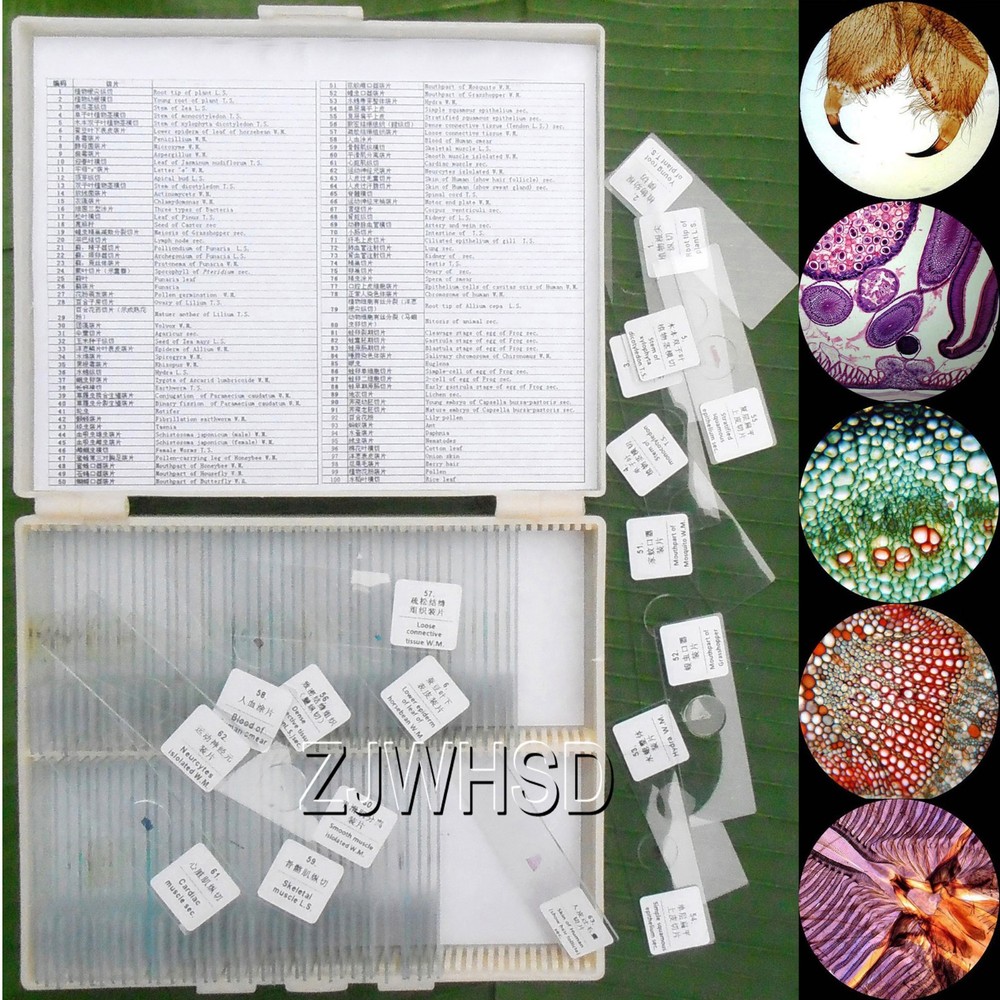 100pcs Glass Prepared Basic Science Microscope Slides Sample Biology Pathology