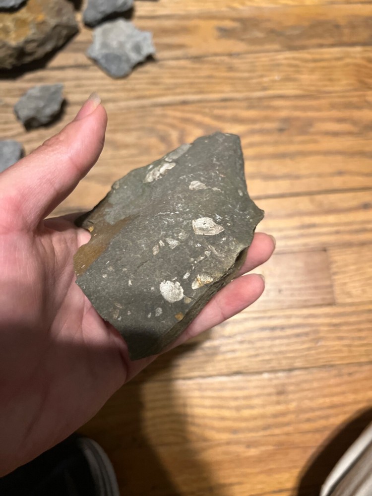 Marine Fossil Rocks