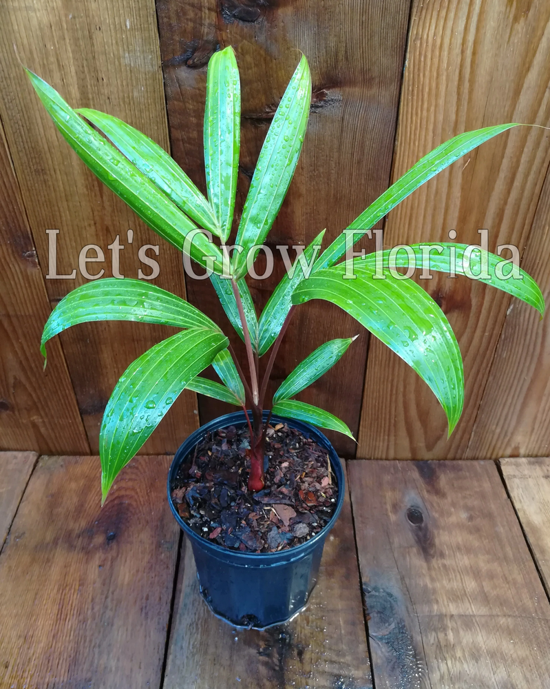 Chrysalidocarpus / Dypsis pembana Clustering Palm Tree