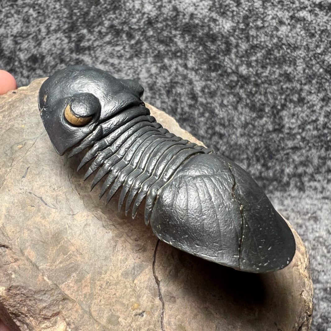 Paralejurus Trilobite Fossil – Flying Preparation with Rare Yellow Eyes