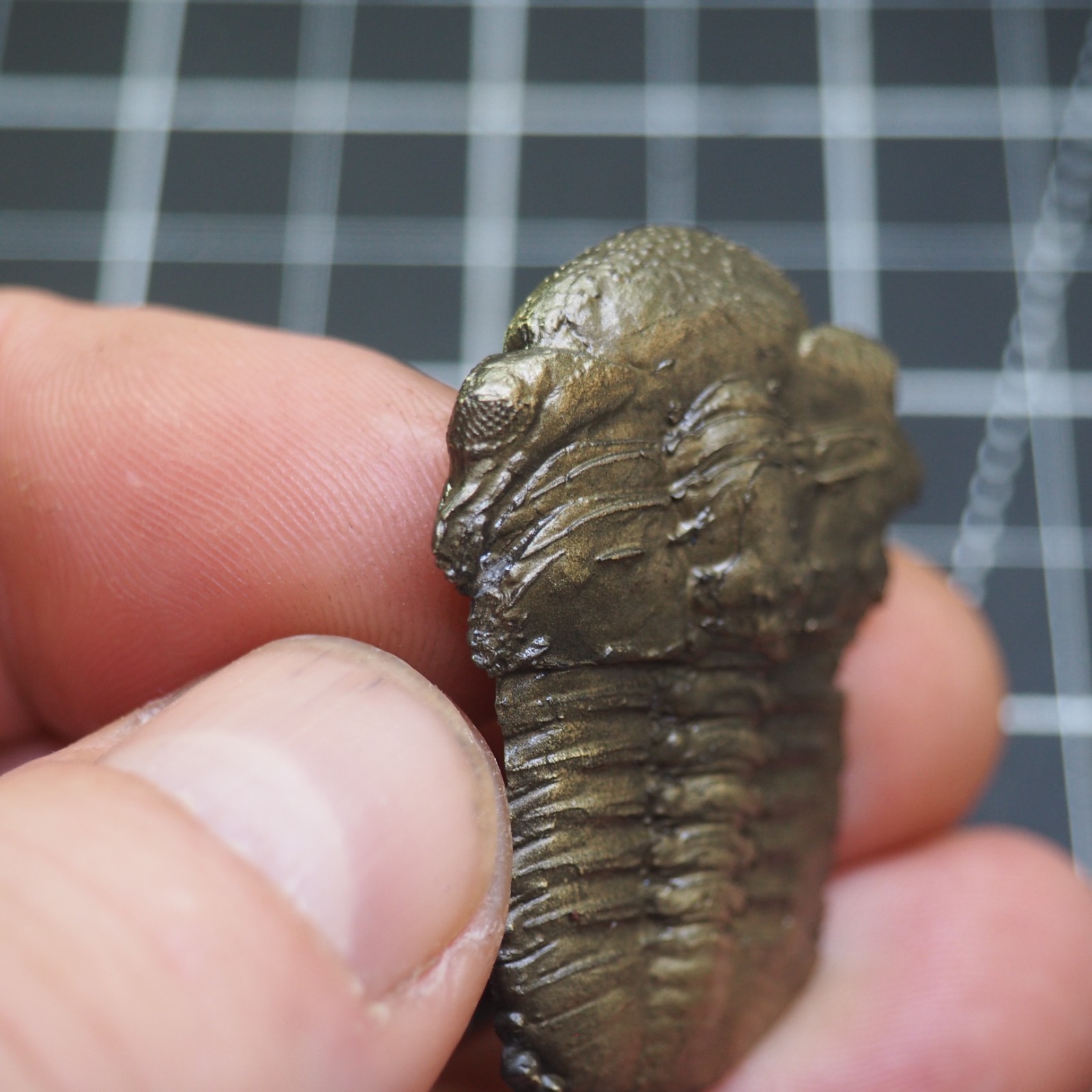 Chotecops ferdinandi Pyrite Trilobite Bundenbach Germany Fossil Devonian