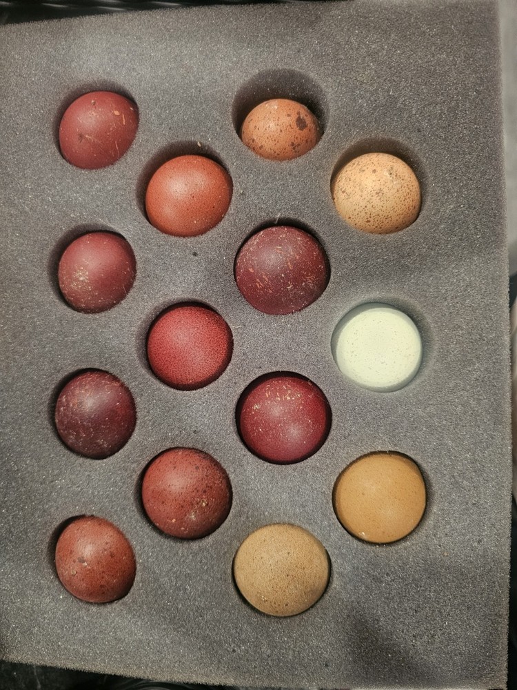 12+ Barnyard Mix Hatching Eggs