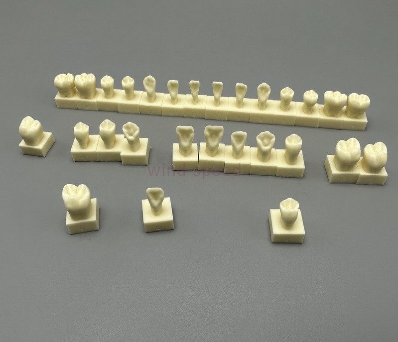 28pcs Permanent Teeth Model With Base 1:1 Resin Natural size Anatomical Models