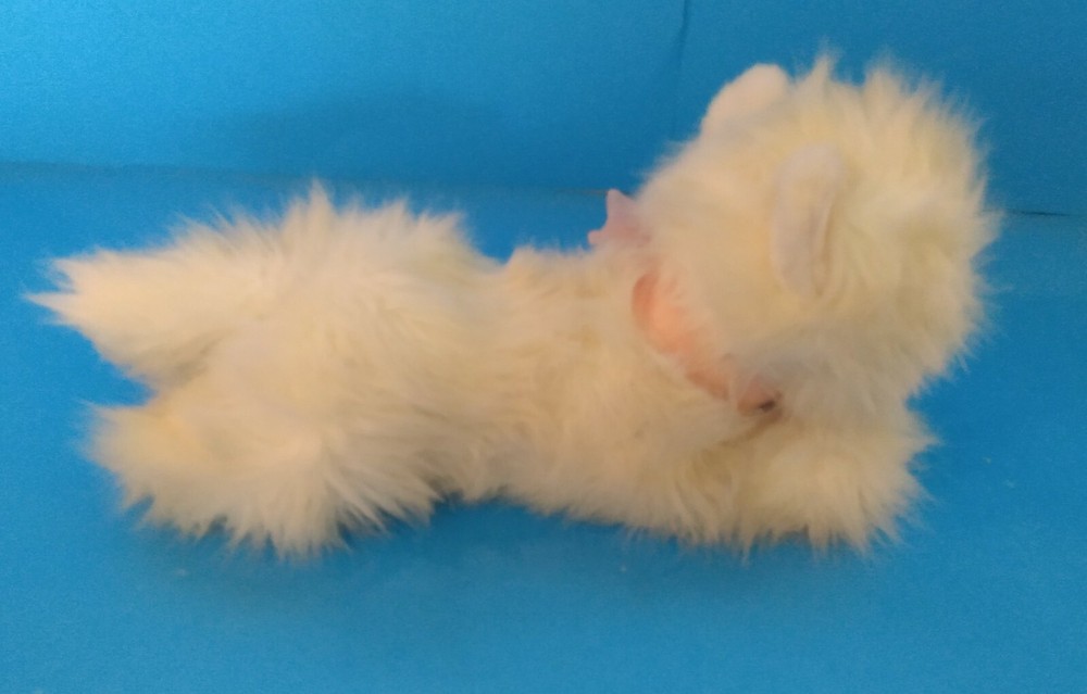 "Fritzie" Plush Long Haired White Kitty Cat Kitten