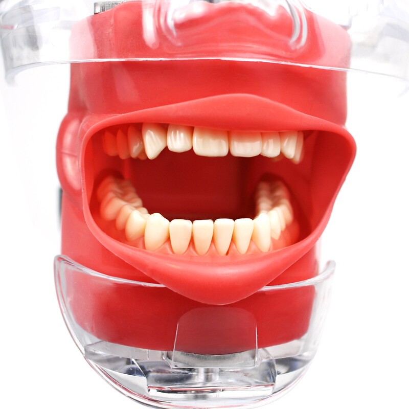 Dental Silicone Phantom Head Model&Replacement Teeth Model Manikin Head Model CE