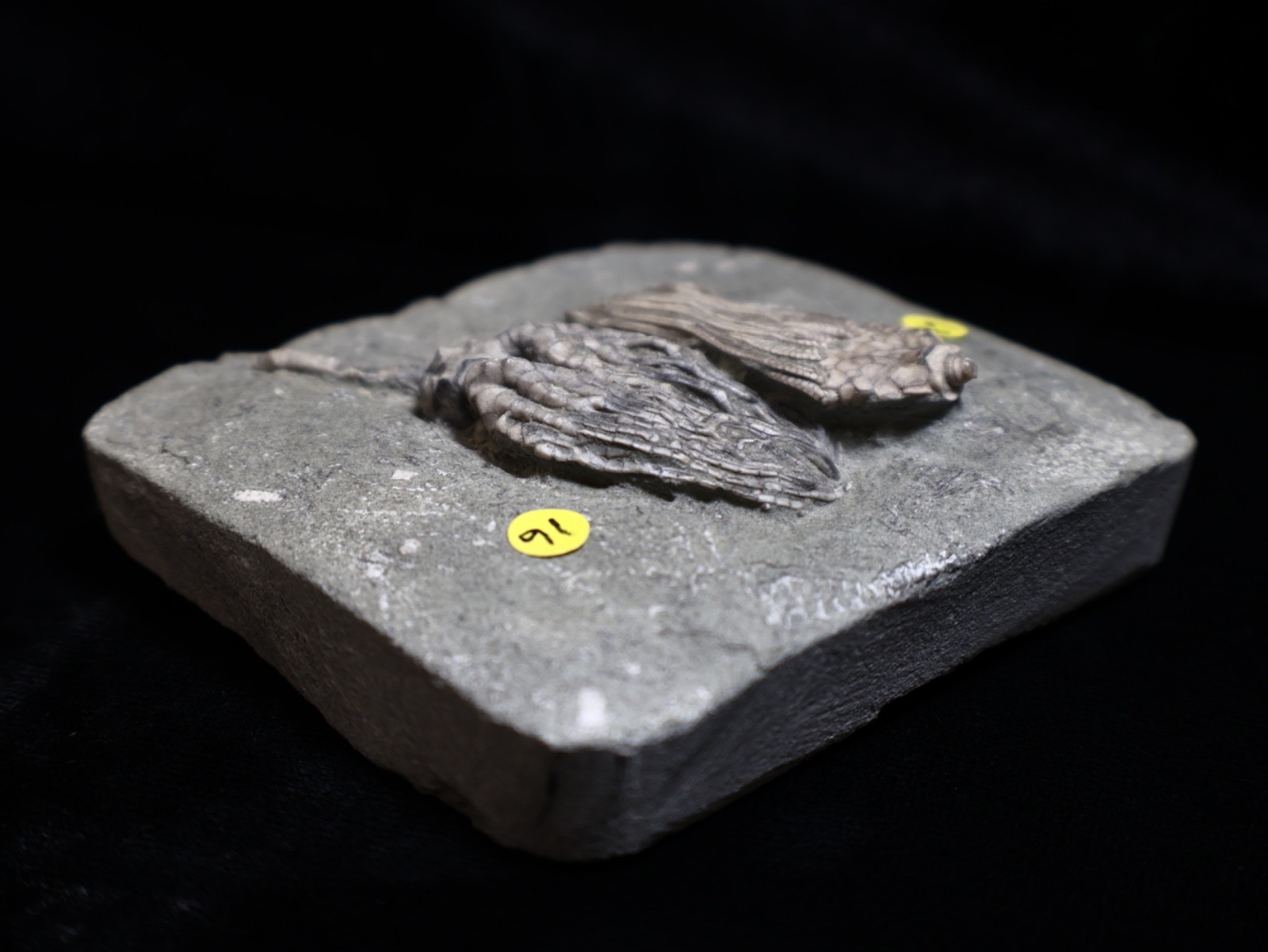 Expertly Prepared Fossil Crinoids, Crawfordsville, IN