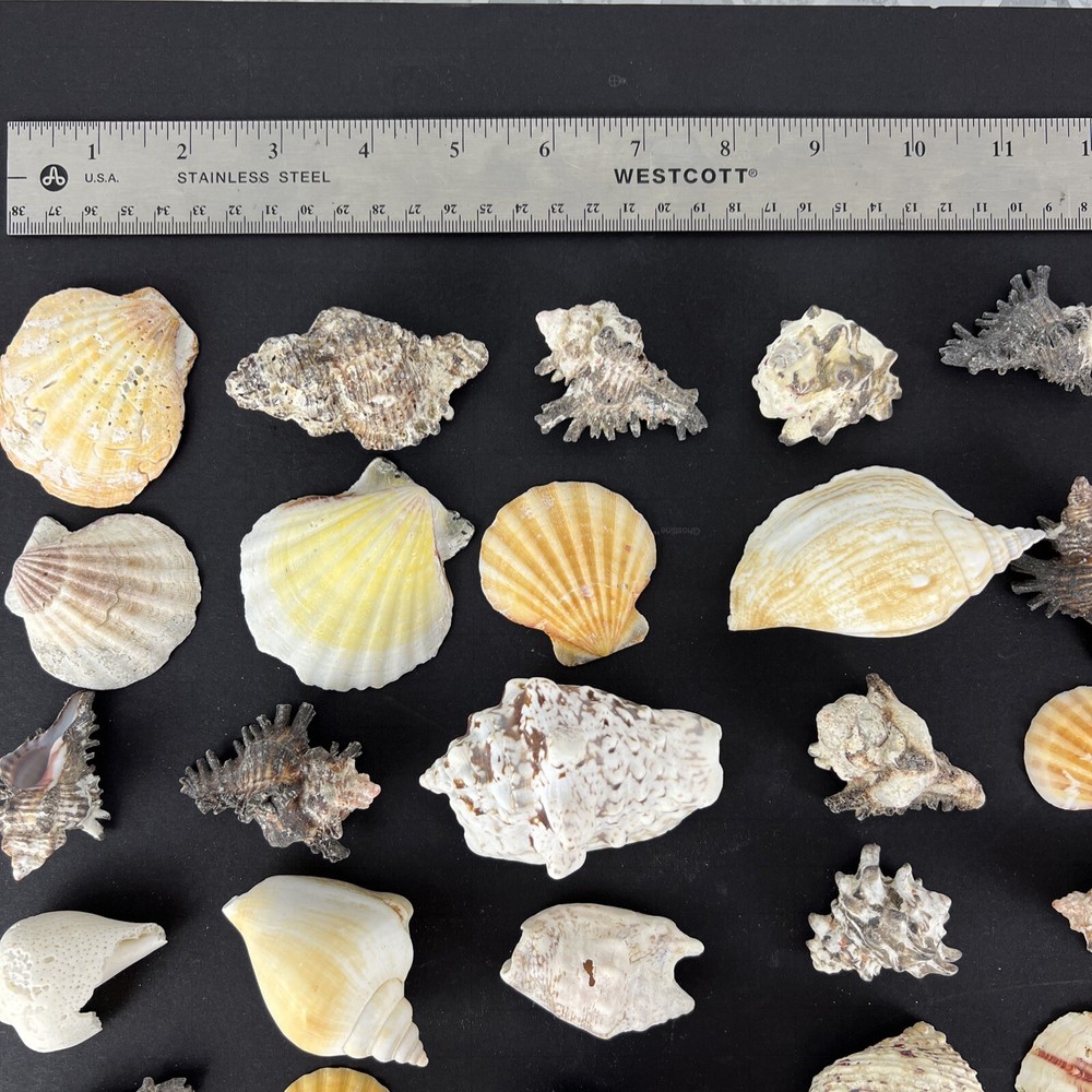 Natural Seashell Lot Various Shapes Sizes & Textures 40+