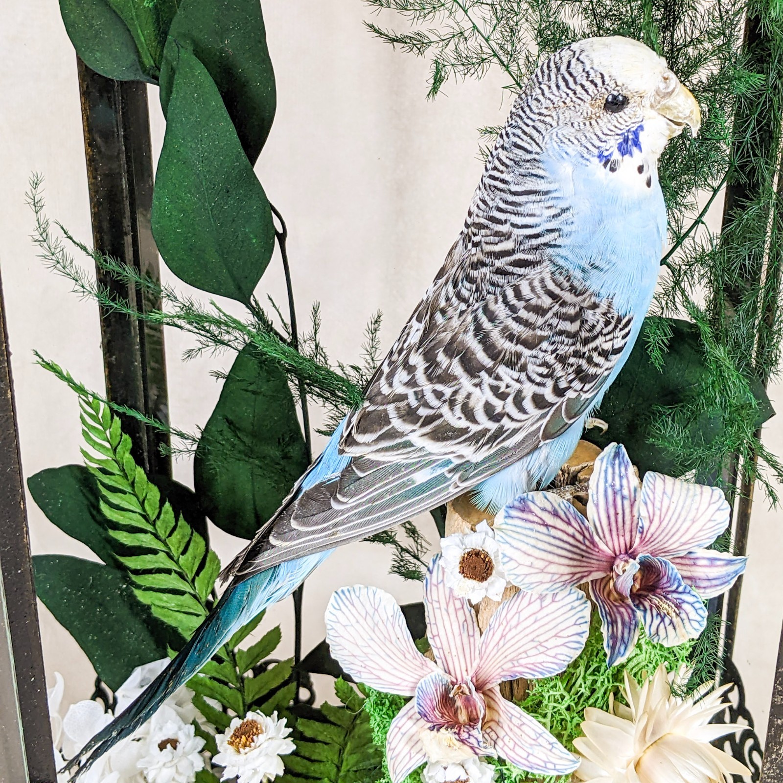 Parakeet Taxidermy Oddities Curiosities Antique Style Display Collectible