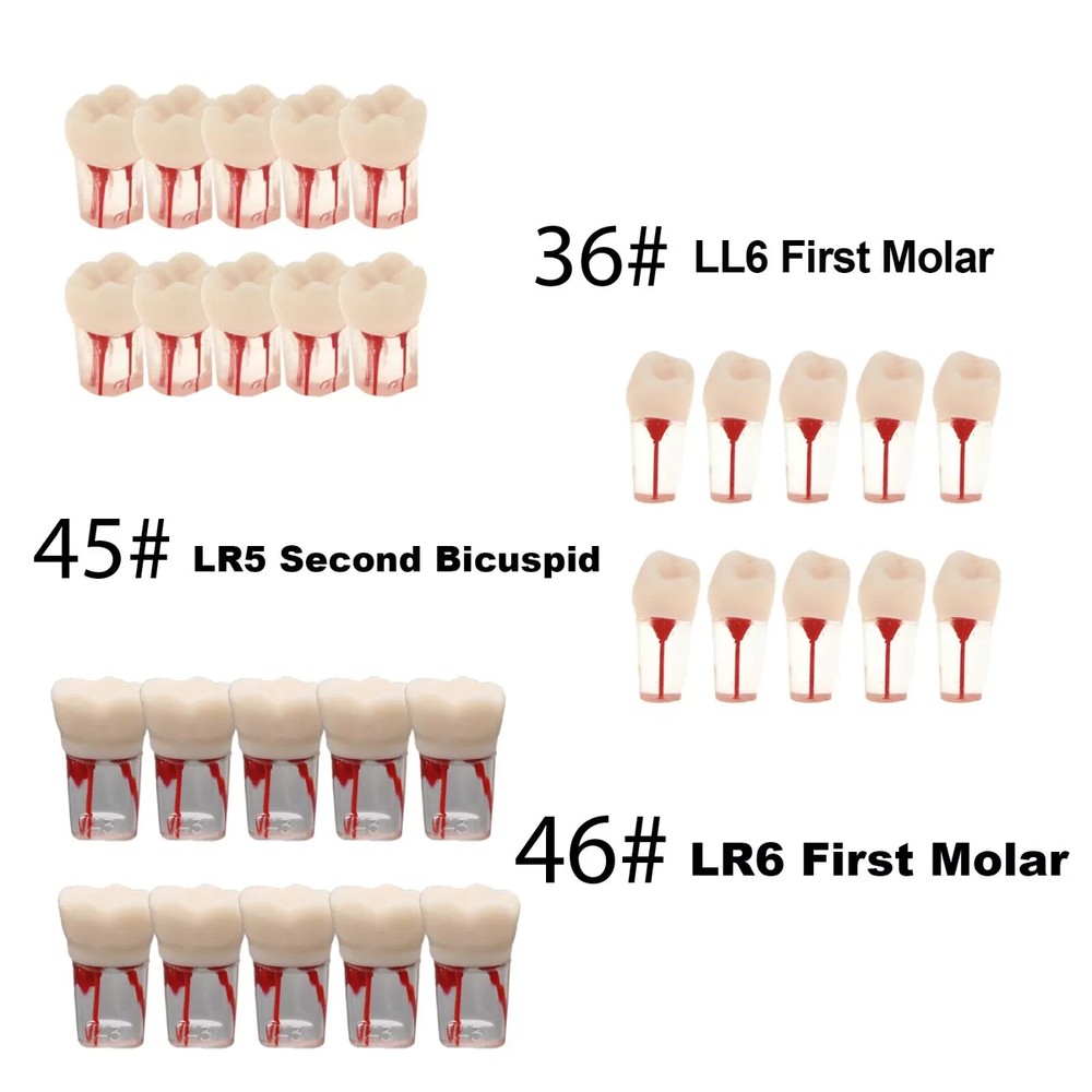 Dental Endo Root Canal Teeth Model Study Practice Typodont Model #36#45#46