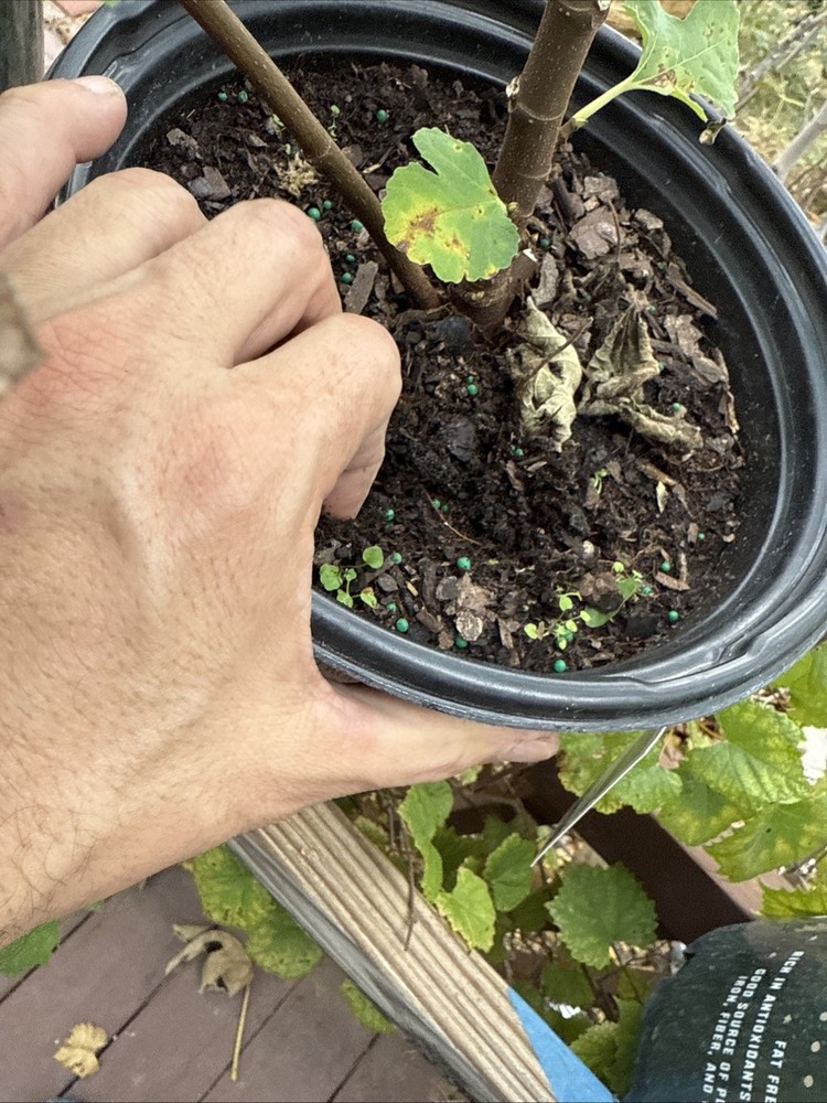 Kadota Fig tree