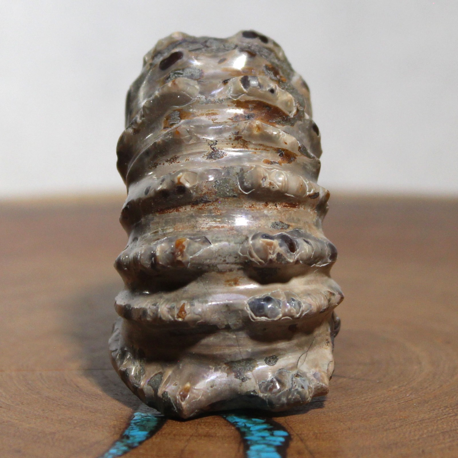 Fossil Douvilleiceras Tractor Ammonite Great Ridge Formation Ancient Ocean Life