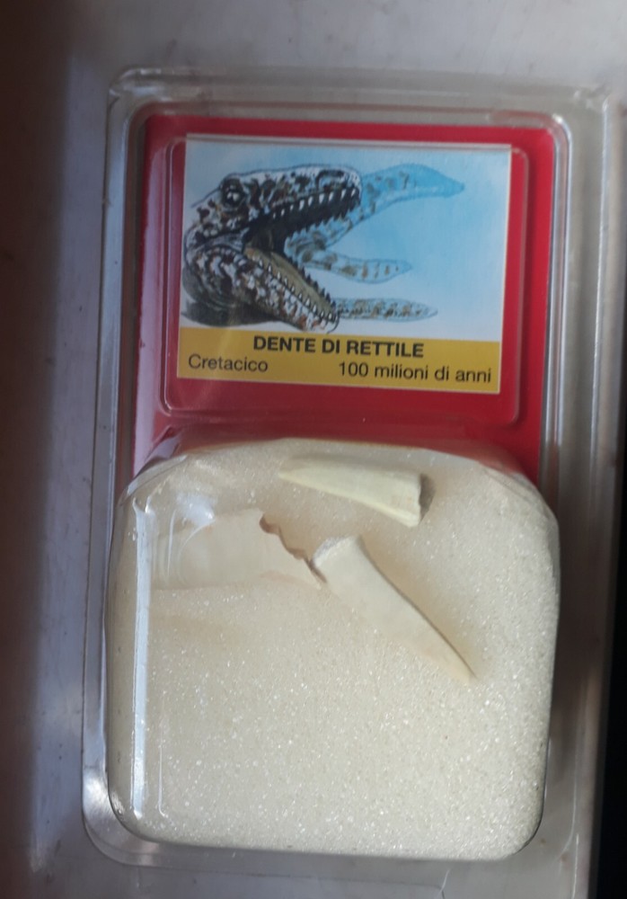 Reptile Tooth Fossils