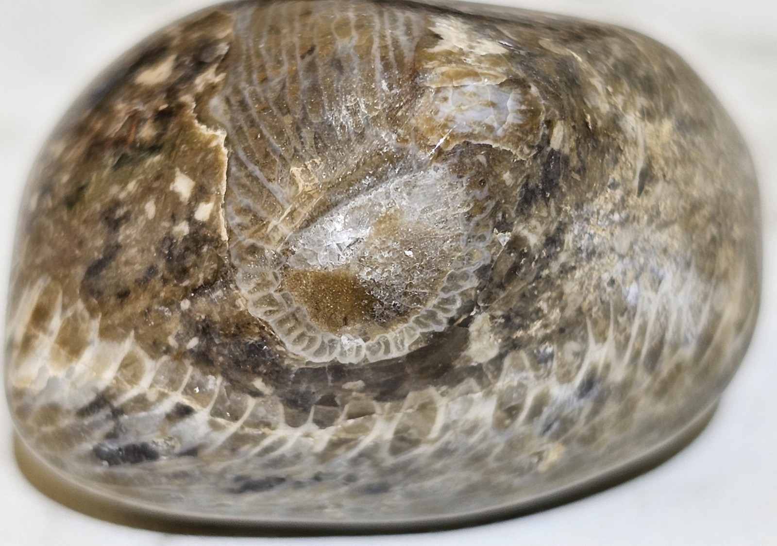 Michigan Horn Coral Agatized 1.5" 1.3 Oz. Fast Shipping Very Unique