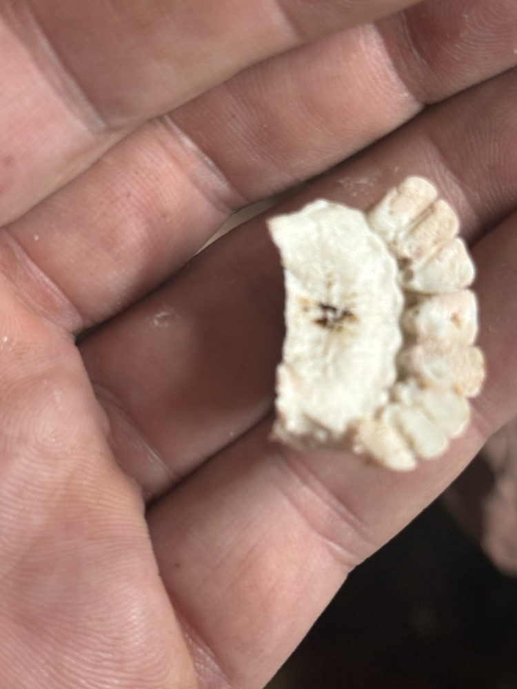 MULE DEER BUCK CAST TEETH EXCEPTIONAL QUALITY
