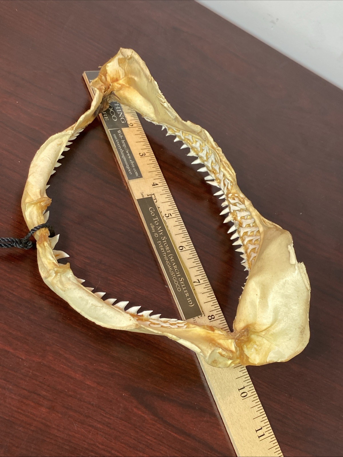 Vintage Bull Shark Jaw Taxidermy 4 Rows Of Teeth 9.5” Wide x6.25” Nautical Decor