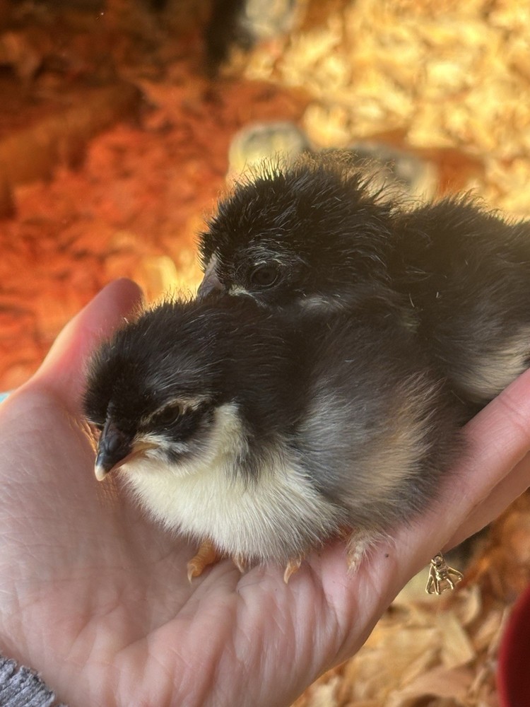 10 +Black Copper Maran Fertile Hatching Eggs!!