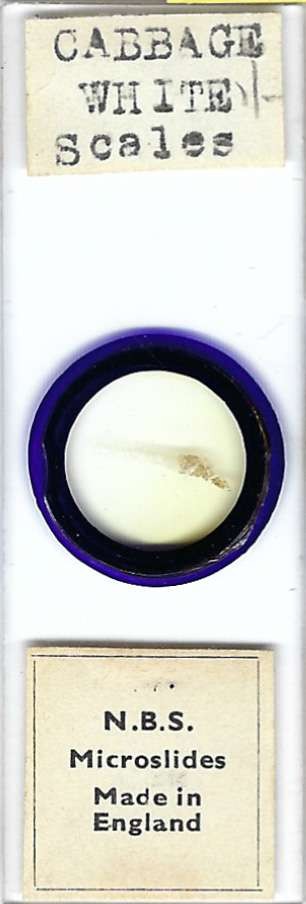 Cabbage White Butterfly Scales Microscope Slide
