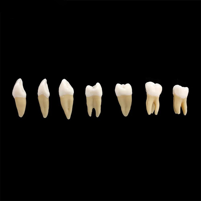 28pcs/kit Dental 1: 1 Permanent Teeth Demonstration Implant Teaching Study Model