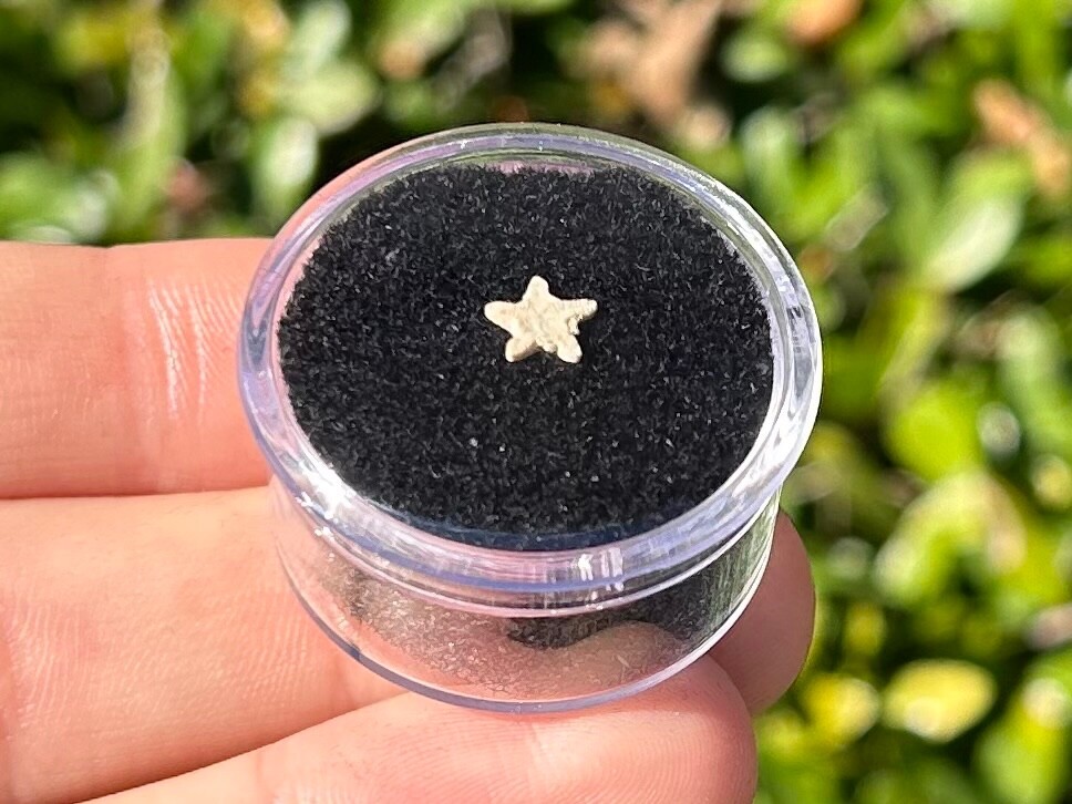 Utah Fossil Star Crinoid in Case Pentacrinus Jurassic Age Echinoderm